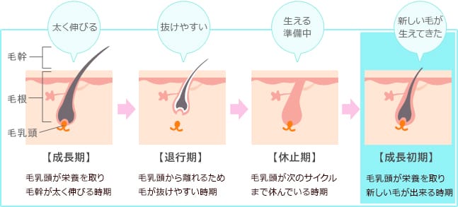 ムダ毛の発毛周期