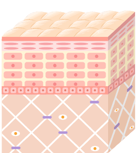 引き締め＆リフトアップ
