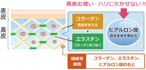 真皮全体を埋めるヒアルロン酸は、真皮を支えるコラーゲン、コラーゲンをつなぐエラスチンと共に、真皮の潤い・ハリに欠かせない!!【画像】