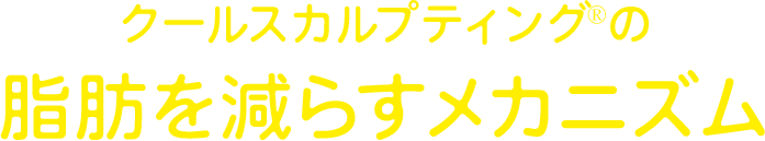 クールスカルプティング®の脂肪が除去されるメカニズム